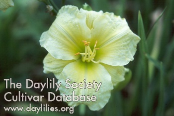 Daylily Bread of Life